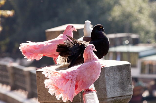 英超前瞻：热刺主场成绩惨淡，布伦特福德客场赛季已7战6负